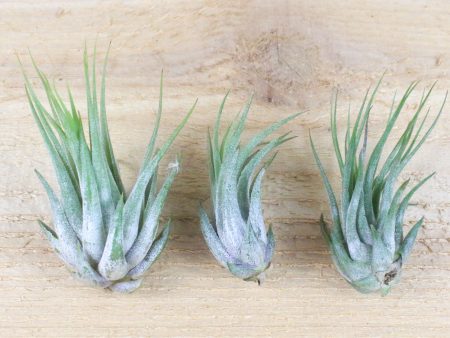 Wholesale: Large Tillandsia Ionantha Scaposa  Kolbii  Air Plants [Min Order 12] Online