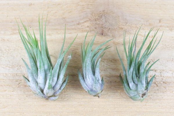 Wholesale: Large Tillandsia Ionantha Scaposa  Kolbii  Air Plants [Min Order 12] Online