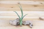 Wholesale: Tillandsia Baileyi -  Pseudobaileyi  Air Plants [Min Order 12] Discount