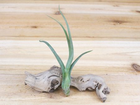 Wholesale: Tillandsia Baileyi -  Pseudobaileyi  Air Plants [Min Order 12] Discount