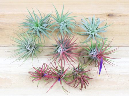 Tillandsia Ionantha Air Plants of Central America [9 Pack] Sale