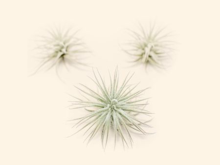 3 Small Tillandsia Tectorum Ecuador Air Plants for $14 Hot on Sale