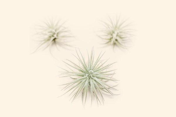 3 Small Tillandsia Tectorum Ecuador Air Plants for $14 Hot on Sale