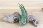 Wholesale: Tillandsia Seleriana Air Plants [Min Order 12] Supply