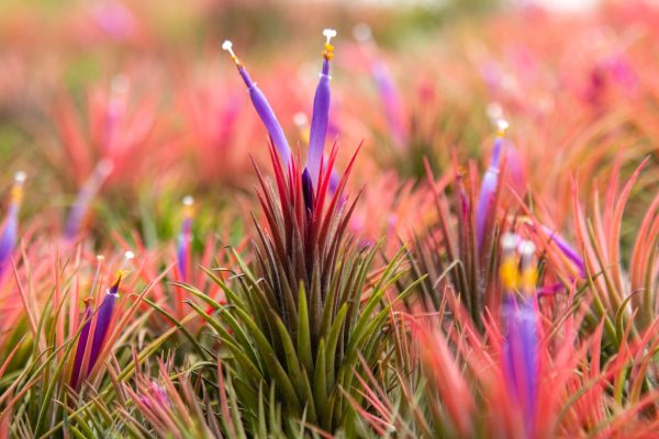 Wholesale: Jumbo Tillandsia Ionantha Guatemala  Macho  Air Plants [Min Order 12] Sale