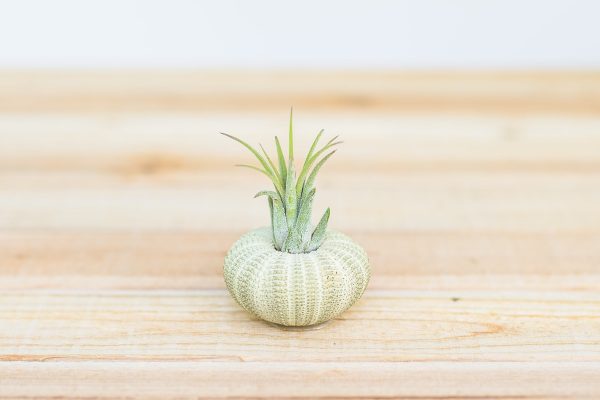 Green Sea Urchins with Tillandsia Air Plants [1, 3 or 5 Pack] Online now