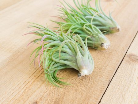 Wholesale: Tillandsia Victoriana Air Plants [Min Order 12] Fashion