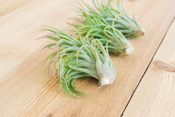 Wholesale: Tillandsia Victoriana Air Plants [Min Order 12] Fashion