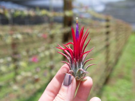 Sale: 30% Off - Tillandsia Ionantha Fuego Air Plants [5, 10 or 20 Pack] For Discount