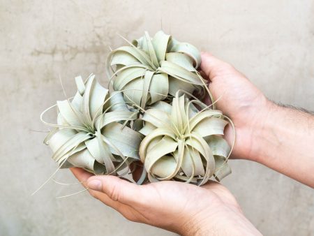 Sale: 3 for $30 Special - Small Tillandsia Xerographica Air Plants Hot on Sale