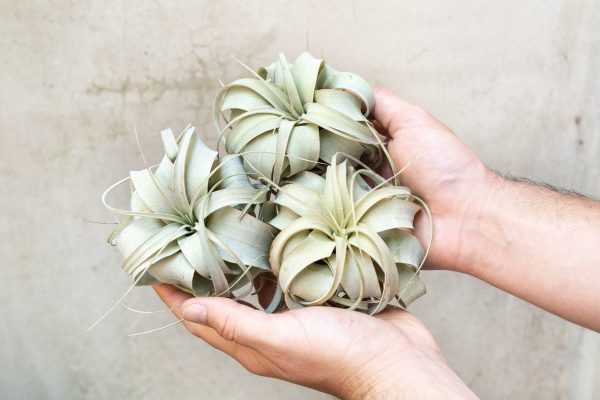 Sale: 3 for $30 Special - Small Tillandsia Xerographica Air Plants Hot on Sale