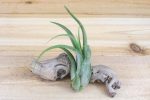 Wholesale: Tillandsia Mayan Collection Air Plants [Min Order 12] For Sale