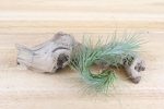 Wholesale: Tillandsia Mayan Collection Air Plants [Min Order 12] For Sale