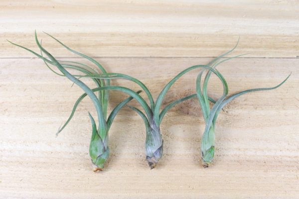 Wholesale: Tillandsia Baileyi -  Pseudobaileyi  Air Plants [Min Order 12] Discount