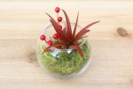 Wholesale: Festive Terrarium with Red Abdita [Min Order 12] Online now