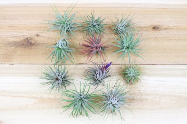 Wholesale: Large Tillandsia Ionantha Guatemala Air Plants [Min Order 12] on Sale