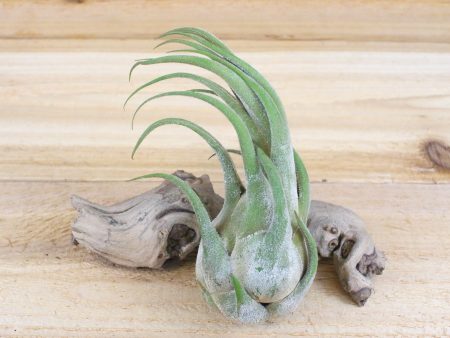 Wholesale: Tillandsia Seleriana Air Plants [Min Order 12] Supply