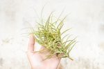 Wholesale: Tillandsia Paleacea Air Plant Singles and Clumps [Min Order 12] Supply