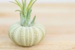 Wholesale: Green Urchin Seashell with Tillandsia Air Plants  [Min Order 12] Online Sale