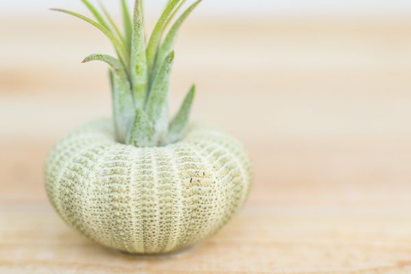 Wholesale: Green Urchin Seashell with Tillandsia Air Plants  [Min Order 12] Online Sale