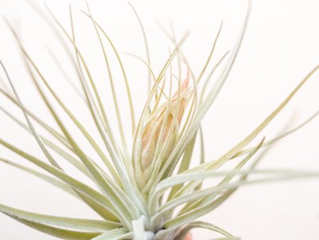 Wholesale: Tillandsia Oaxacana [Min Order 12] For Sale