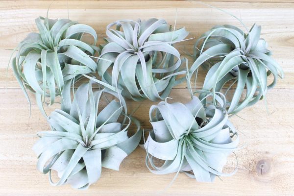 Sale: 3 for $30 Special - Small Tillandsia Xerographica Air Plants Hot on Sale