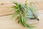 Wholesale: Tillandsia Victoriana Air Plants [Min Order 12] Fashion