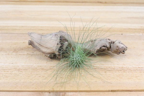 Wholesale: Tillandsia Argentea Thin  -  Fuchsii v Gracilis   Air Plants [Min Order 12] Online now