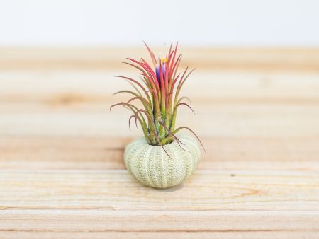 Green Sea Urchin with Tillandsia Air Plant [Single Urchin] For Discount