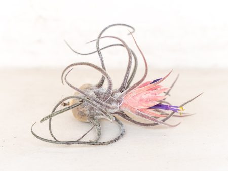 Wholesale: Tillandsia Pruinosa Air Plants [Min Order 12] Online now