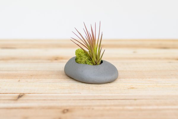 Gray Ceramic Stone Tillandsia Air Plant Holder [3, 6 or 9 packs] Supply