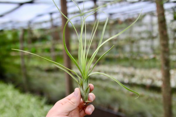 Wholesale: Large Tillandsia Balbisiana Air Plants [Min Order 12] Online Sale