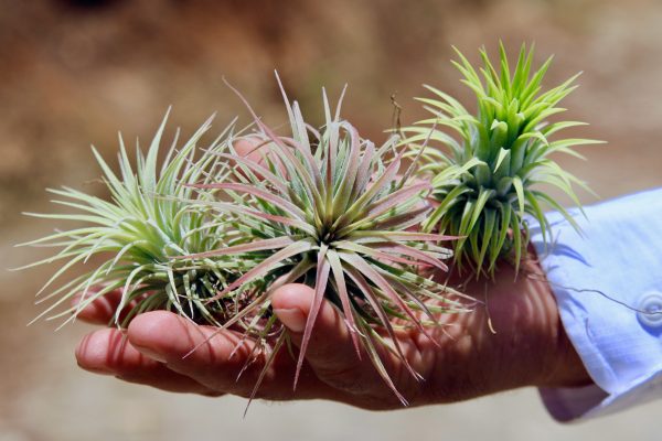 Sale: 40% Off - Large Tillandsia Ionantha Rubra Air Plants [10 or 20 Pack] Sale