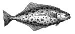 Wild Alaskan Halibut Sale