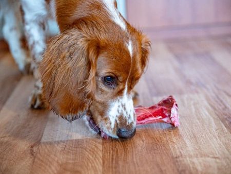 Rocky Mountain Elk Rib Bones For Sale